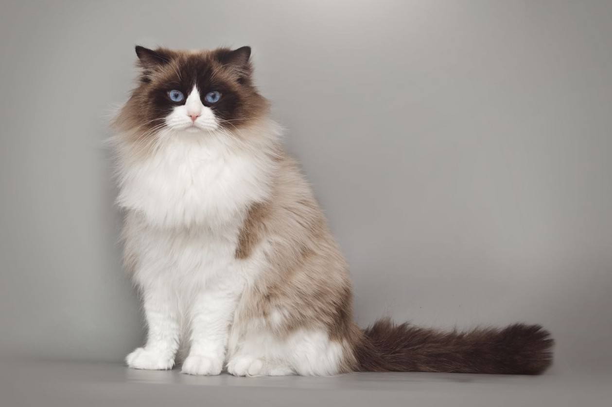 Рэгдол кошка