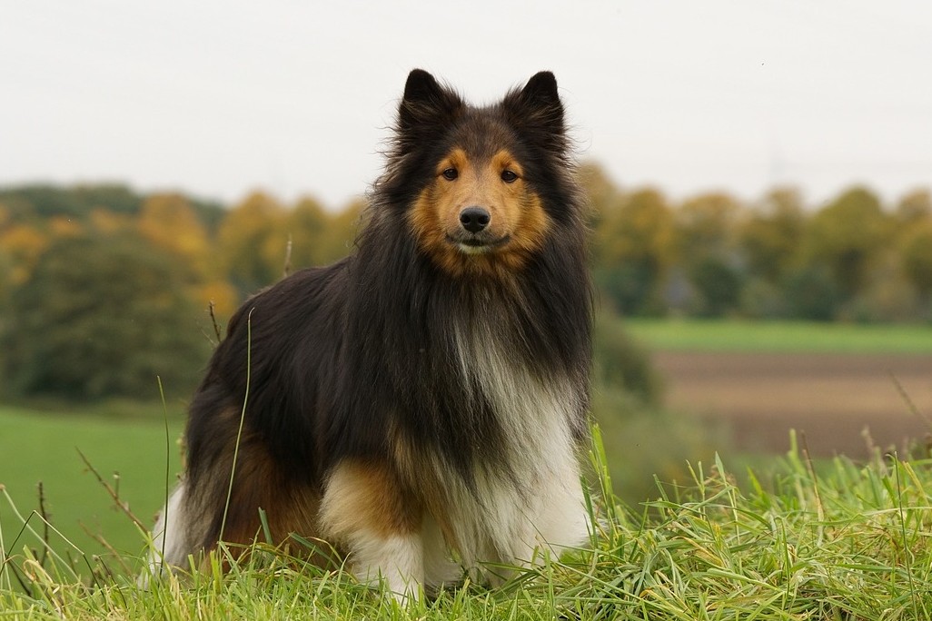 Шелти в поле