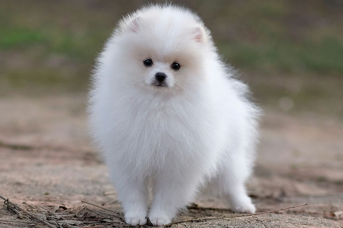 Померанский шпиц