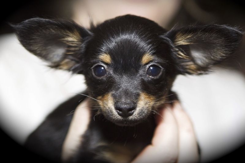 Факты о Тое