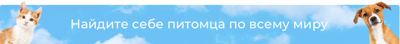 Найди питомца на PetGlobals