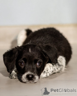 Фото №4. Продажа беспородную в Москве реке частное объявление - цена Бесплатно