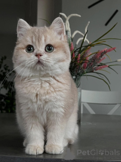 Фото №2 к объявлению №160614 о продаже шиншилла кошка - купить в Германии частное объявление