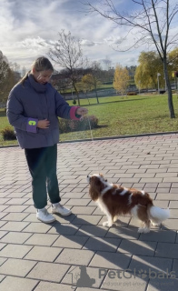 Фото №3. Услуги Хендлера в Минске в  Беларуси