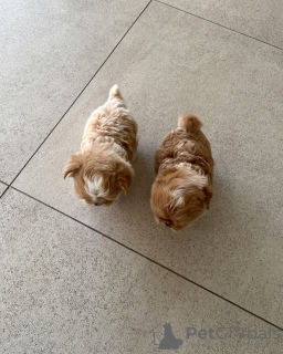 Фото №2 Услуги по доставке и перевозке котов и собак Хорватии. Цена 32468₽. Объявление №131992