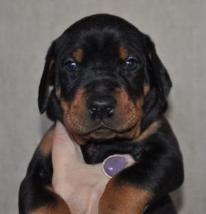 Фото №1. доберман - купить в Москве за 40000руб. Объявление №1128