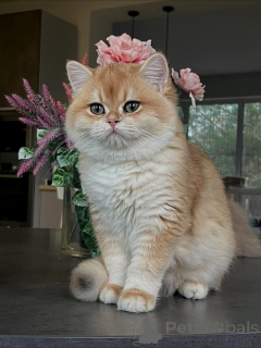 Фото №4. Продам шиншиллу кошку в Гамбург заводчик - цена договорная