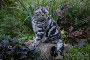 Фото №1 Услуга вязки - порода . Цена договорная