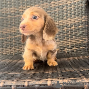 Фото №2. Товары для животных в США. Цена договорная. Объявление №149296