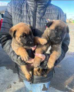 Фото №1. бельгийская овчарка - купить в Олбани за договорная. Объявление №160439