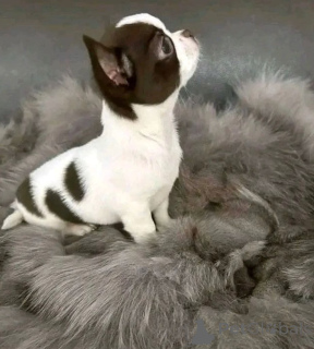 Фото №2. Товары для животных в США. Цена 34498₽. Объявление №141883