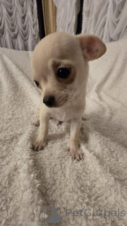 Фото №2 к объявлению №161481 о продаже чихуахуа - купить в Сербии заводчик