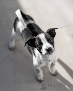 Фото №2 к объявлению №161492 о продаже беспородную - купить в России частное объявление