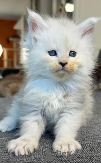 Фото №1. мейн-кун - купить в Берлине за договорная. Объявление №158796