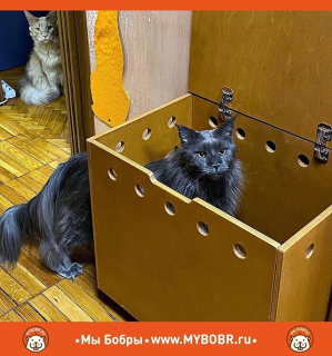 Фото №3. Кото-туалет от 