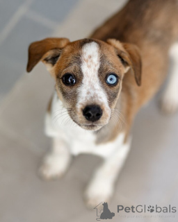 Фото №1. беспородная - купить в Москве реке за Бесплатно. Объявление №161492