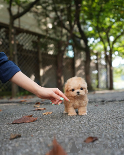 Фото №4. Продажа мальтипу в Хельсинки заводчик - цена 60299₽