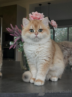 Фото №2 к объявлению №159473 о продаже шиншилла кошка - купить в Германии заводчик