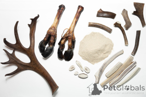 Фото №1. Распиленный поразмерный рог северного оленя и лося в Омске. Цена Бесплатно. Объявление №139156