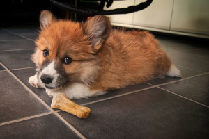 Вельш-корги-пемброк (Welsh Corgi Pembroke)