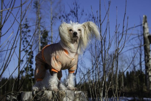 Китайская хохлатая собака (Chinese crested dog)