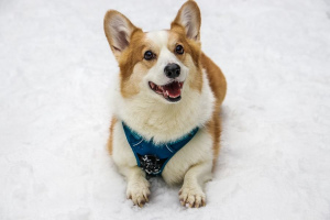 Вельш-корги-пемброк (Welsh Corgi Pembroke)