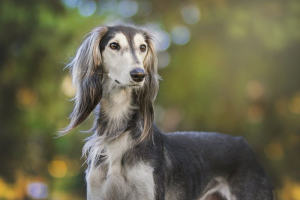 Салюки (Saluki)