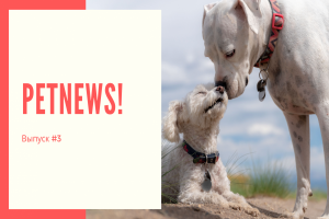 PetNews! Новости о животных | #3