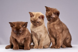 Бурманская короткошёрстная кошка (Burmese cat)