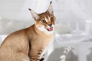 Каракет (Caracat)