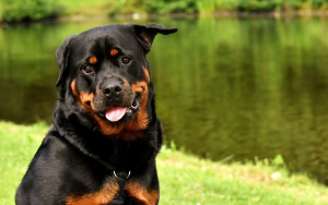 Ротвейлер (Rottweiler)