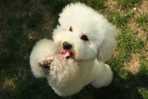 Пудель (Poodle)