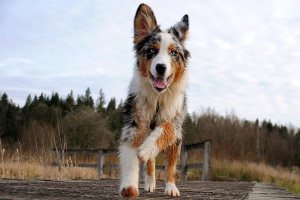 Австралийская овчарка (Australian Shepherd)