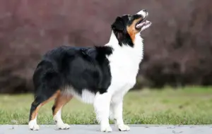 Фото №2 к объявлению №2266 о продаже австралийскую овчарку - купить в России из питомника