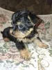 Дополнительные фото: Чистокровные щенки Йоркширского Терьера