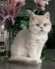 Фото №3. От мерцающей шерсти до нежной природы у котят шиншиллы есть все. Германия