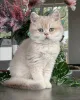 Фото №4. Продам шиншиллу кошку в Мюнхене заводчик - цена договорная