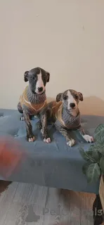 Фото №3. Щенки персидской борзой (Салюки).  Сербия