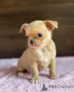 Фото №2. Предметы для ухода за животными в Австралии. Цена 25528₽.  Объявление №147255