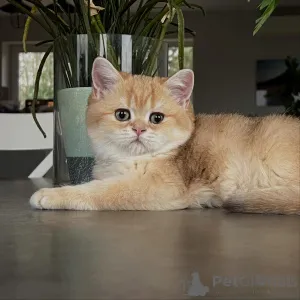 Фото №2 к объявлению №159633 о продаже шиншилла кошка - купить в Германии заводчик