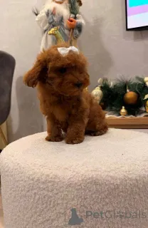 Дополнительные фото: Щенок той-пуделя, сука