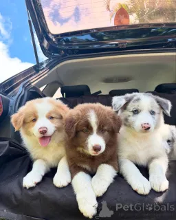 Фото №2 к объявлению №159497 о продаже бордер-колли - купить в Германии заводчик