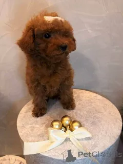 Дополнительные фото: Щенок той-пуделя, сука