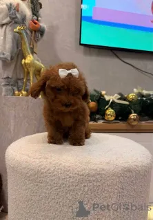 Дополнительные фото: Щенок той-пуделя, сука