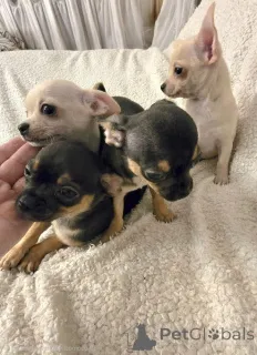 Дополнительные фото: Чихуахуа