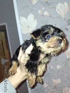 Дополнительные фото: Чистокровные щенки Йокрширского Терьера. 