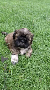 Дополнительные фото: Чистокровные щенки Ши-Тцу