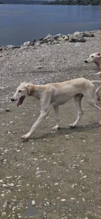 Дополнительные фото: Щенки персидской борзой (Салюки)