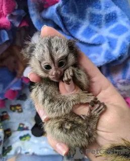 Фото №1.  - купить в Мадрид за договорная. Объявление №161493