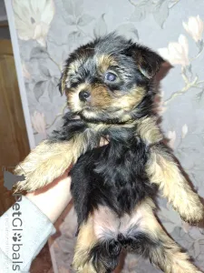 Дополнительные фото: Чистокровные щенки Йокрширского Терьера. 